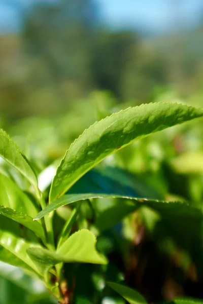 Green leaves of tea in Sri Lanka closeup — Stock Photo, Image