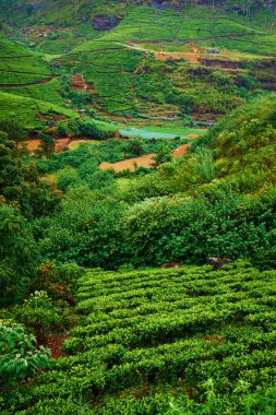 Sri Lanka 'daki çay çiftliği manzarası 