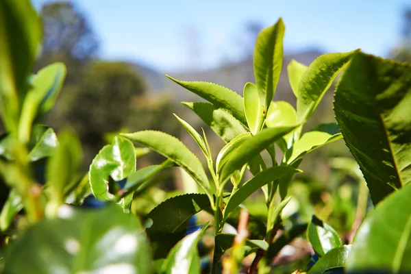 The tea fields in Sri Lanka in Asia — Stock Photo, Image