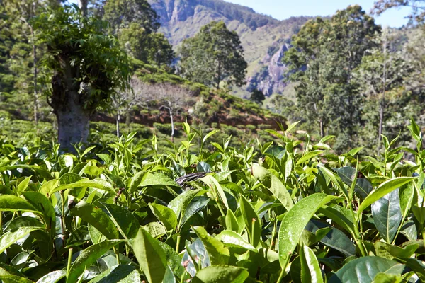 Les champs de thé au Sri Lanka en Asie — Photo