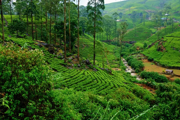 Paisagem plantação de chá no Sri Lanka — Fotografia de Stock
