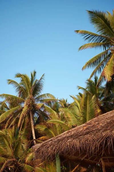 En bild av palmer och den blå himlen — Stockfoto