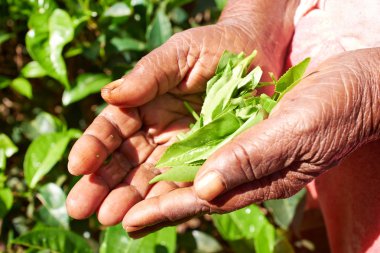 çay plantasyon kadınların elleri - Sri Lanka 