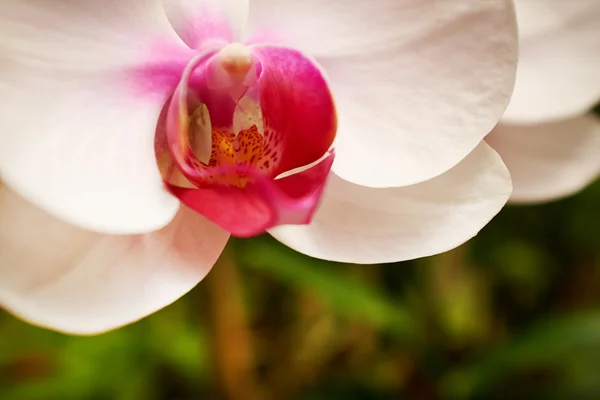 Orquídea bonita - phalaenopsis — Fotografia de Stock