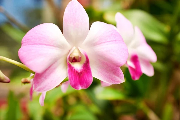 Vackra orkidé - phalaenopsis — Stockfoto