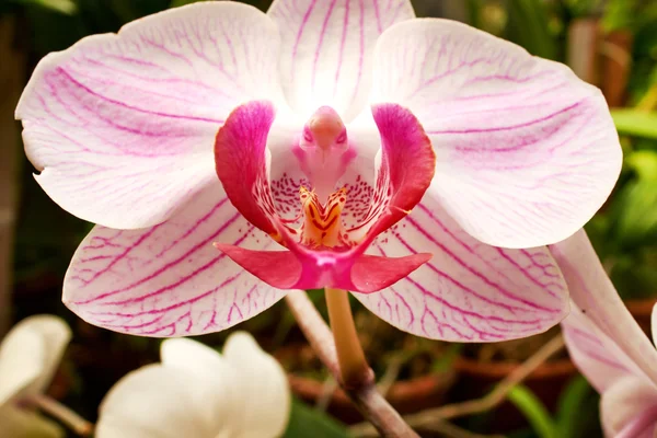 Beautiful  orchid - phalaenopsis — Stock Photo, Image