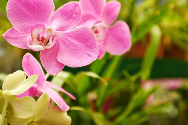 Beautiful  orchid - phalaenopsis — Stock Photo, Image