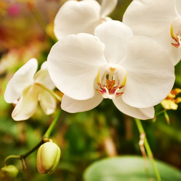 Beautiful  orchid - phalaenopsis — Stock Photo, Image