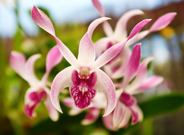 Beautiful  orchid - phalaenopsis — Stock Photo, Image