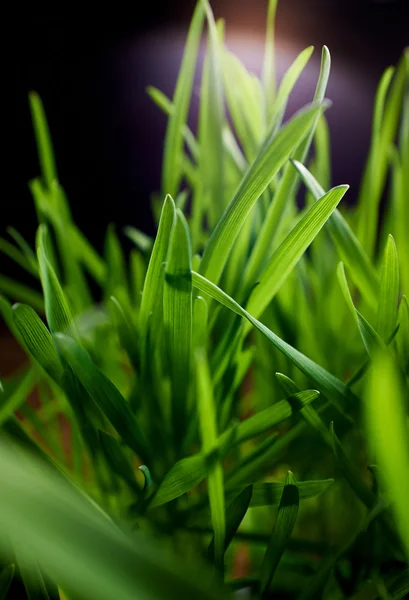 Fundo de grama verde — Fotografia de Stock