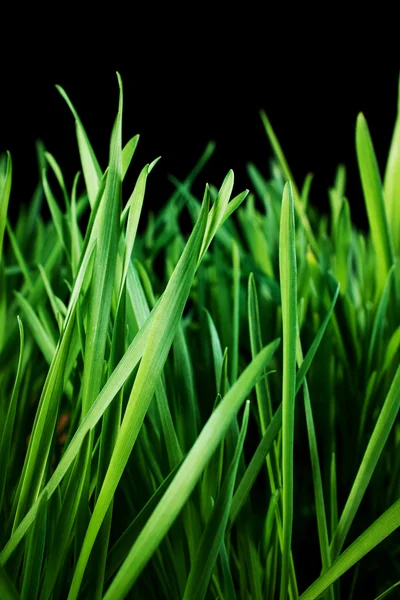 Groene grasachtergrond — Stockfoto