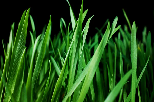 Green grass background — Stock Photo, Image