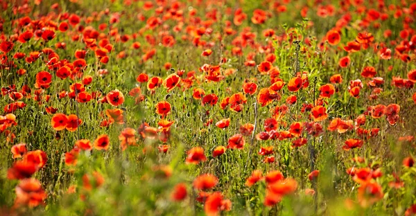 Campo di fiori di papavero — Foto Stock