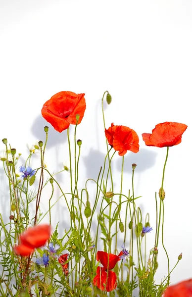 Red poppies — Stock Photo, Image