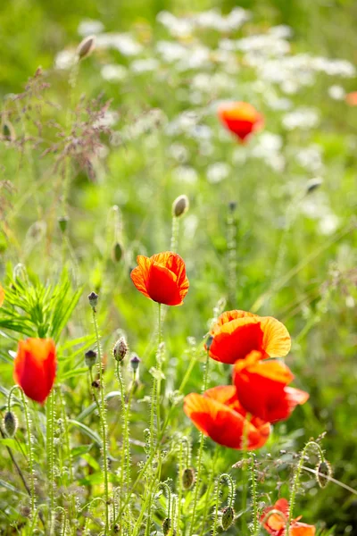 Campo de flores de papoula — Fotografia de Stock