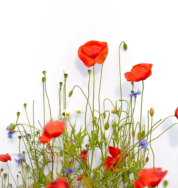 Amapolas rojas — Foto de Stock