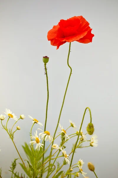 Amapolas rojas — Foto de Stock