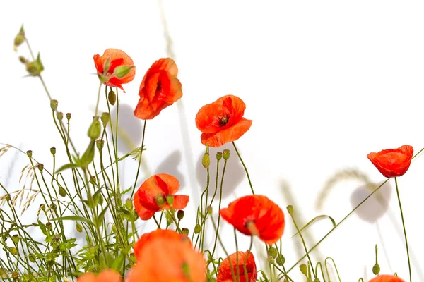 Amapolas rojas — Foto de Stock