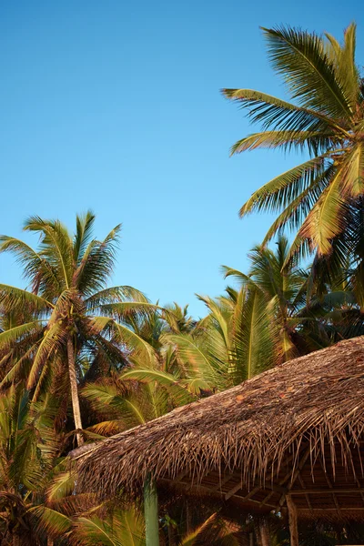 Palm boom blauwe hemel — Stockfoto