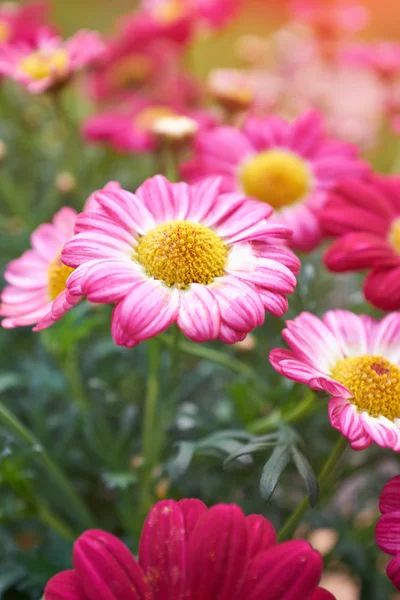 Daisy flower — Stock Photo, Image