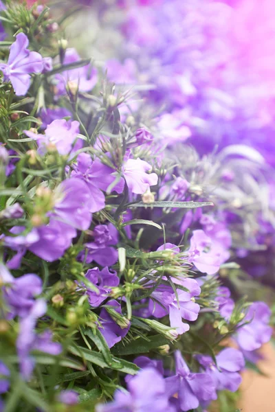 Blomster på trebakgrunn – stockfoto