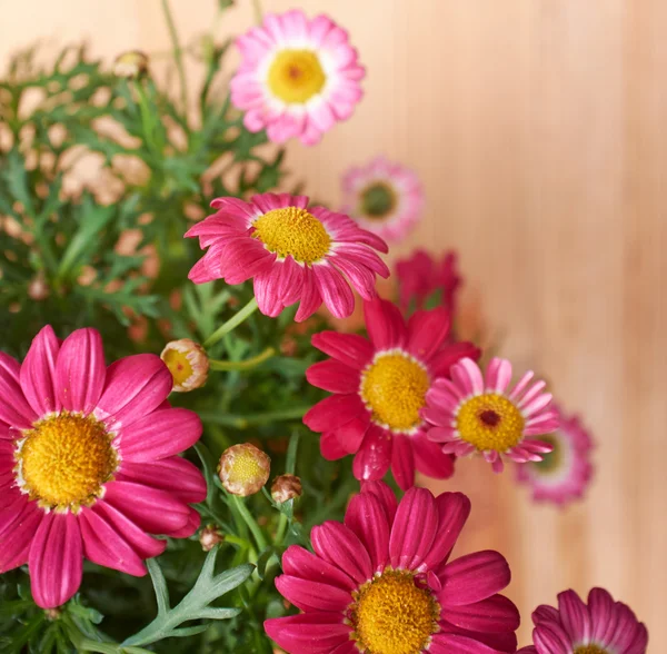 Flor margarida — Fotografia de Stock