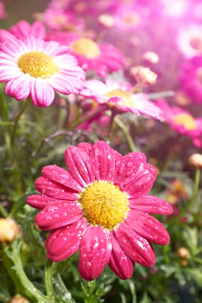 Daisy flower — Stock Photo, Image