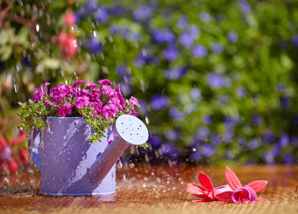 Gardening, watering the plants — Stock Photo, Image