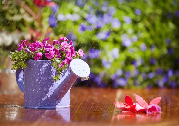 Jardinería, regar las plantas — Foto de Stock