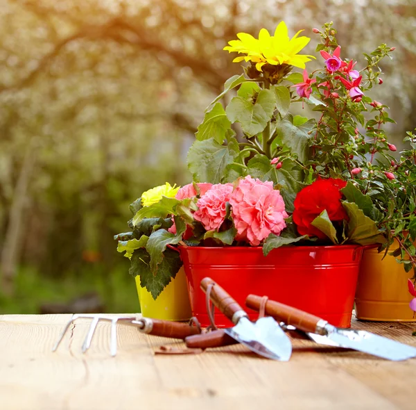 Gartengeräte und Blumen — Stockfoto