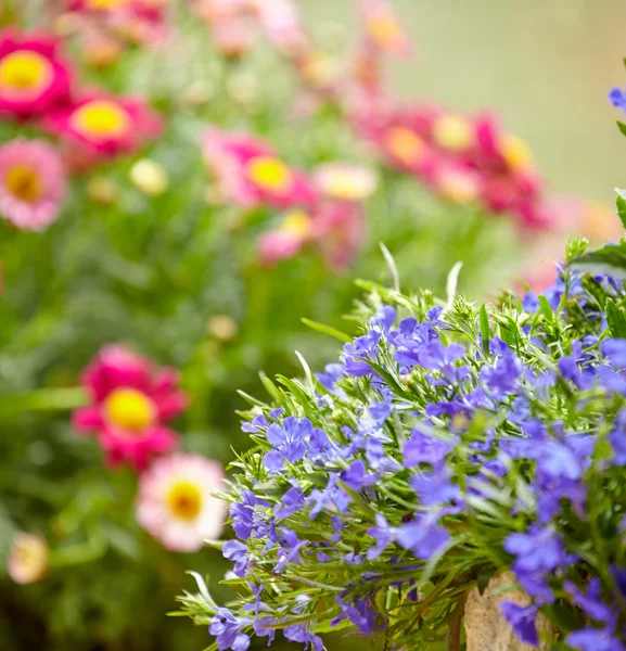 Trädgård blommor bakgrund — Stockfoto