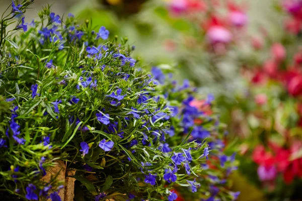 Zahradní květiny pozadí — Stock fotografie