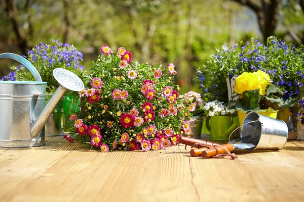 Ferramentas e flores de jardinagem — Fotografia de Stock