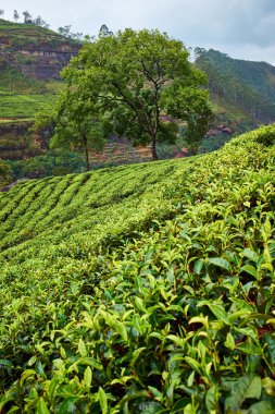 sri Lanka çay yeşil alanlar