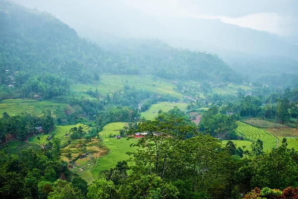 在斯里兰卡的茶叶的、 绿色的田野 — 图库照片