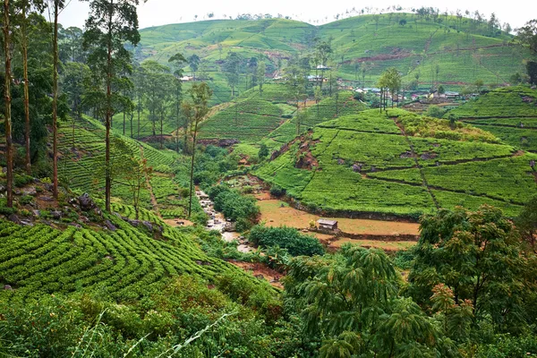 Campos verdes de chá no Sri Lanka — Fotografia de Stock