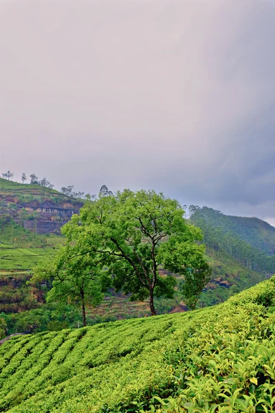 Green fields of tea in Sri Lanka — Stock Photo, Image