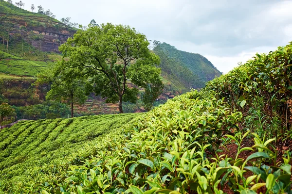 Campos verdes de chá no Sri Lanka — Fotografia de Stock