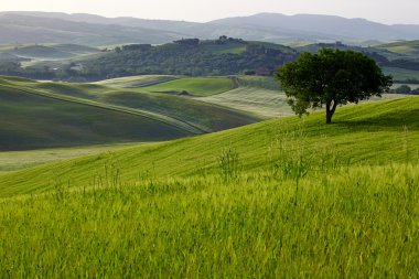 kırsal, san quirico d'orcia