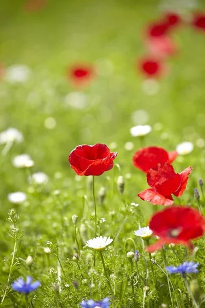 Red poppies — Stock Photo, Image