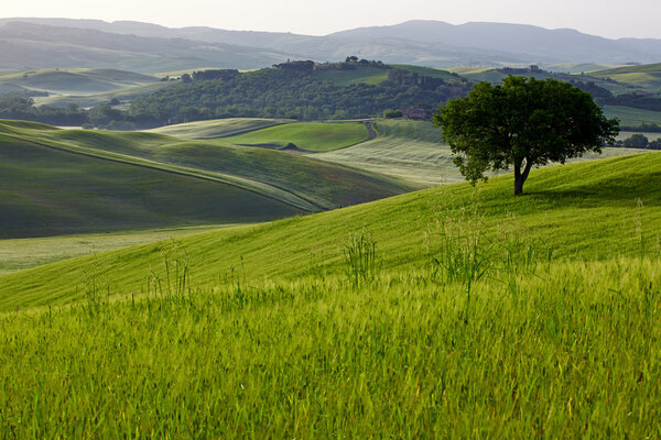 Countryside, San Quirico d'Orcia