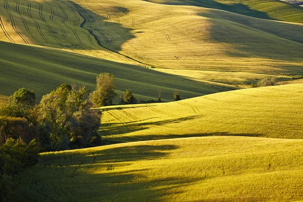 Countryside, San Quirico d'Orcia — Stock Photo, Image