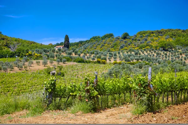 Toscana vingårdar — Stockfoto