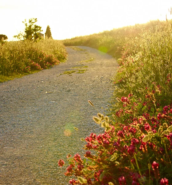 Estradas de verão da Toscana — Fotografia de Stock