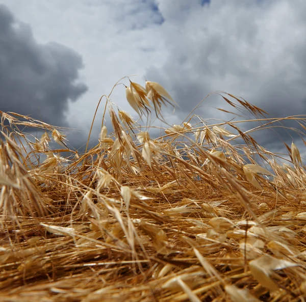 Спелая пшеница под голубым небом — стоковое фото