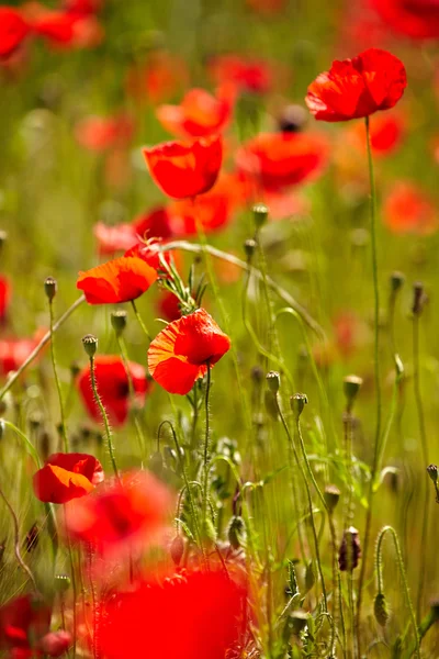 Κόκκινη παπαρούνα καλαμπόκι λουλούδια — Φωτογραφία Αρχείου