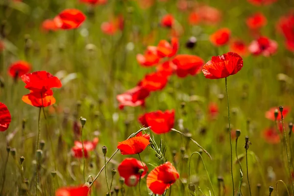 Rote Mohnblumen — Stockfoto