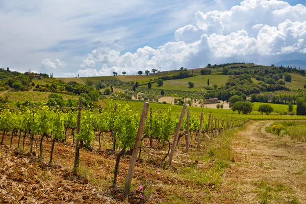 Colina de Toscana con viñedo — Foto de Stock