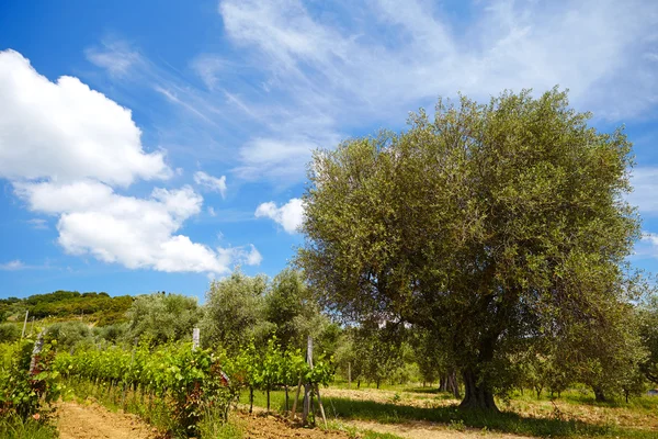 Kulle i Toscana med vingård — Stockfoto