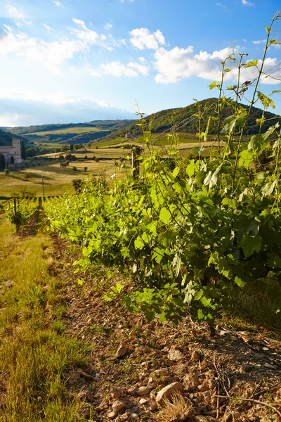 葡萄酒的山丘和葡萄园 — 图库照片